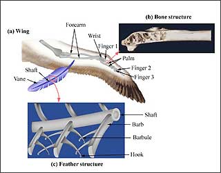 Diagram of smart joint design based on a bird's wing. Diagram of smart joint design based on a bird's wing.