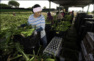 A young woman hoists a crate of corn onto a crowded conveyor belt. A young woman hoists a crate of corn onto a crowded conveyor belt.