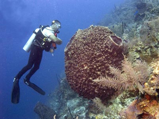 An underwater photo of a diver next to a giant barrel sponge. An underwater photo of a diver next to a giant barrel sponge.