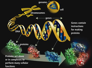 Illustration of how genes instruct the makup of proteins. Illustration of how genes instruct the makup of proteins.