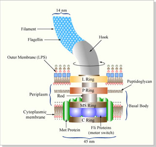 Diagram of the flagellar rotary motor that propels E. coli. Diagram of the flagellar rotary motor that propels E. coli.
