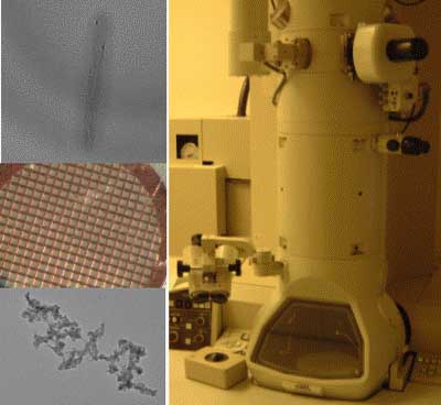 TEM of M13E4 after CoCl2/NaBH4 treatment.