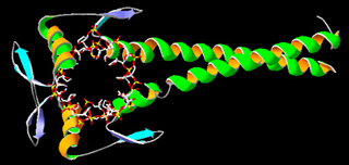 Schematic of protein folding. Schematic of protein folding.
