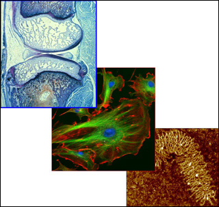 Three figures, one of a biomolecule, a cell, and a tissue. Three figures, one of a biomolecule, a cell, and a tissue.