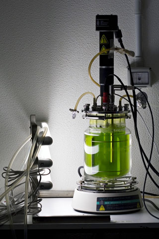 A bioreactor on a lab bench growing algae. A bioreactor on a lab bench growing algae.