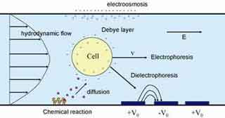 A schematic of a cell subject to and producing various forces: hydrodynamic flow, electroosmosis, diffusion, electrophoresis, and chemical reactions. A schematic of a cell subject to and producing various forces: hydrodynamic flow, electroosmosis, diffusion, electrophoresis, and chemical reactions.