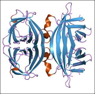 A model of the protein Avidin. In its tetrameric form, avidin is estimated to be between 66–69 kDa in size. A model of the protein Avidin. In its tetrameric form, avidin is estimated to be between 66–69 kDa in size.