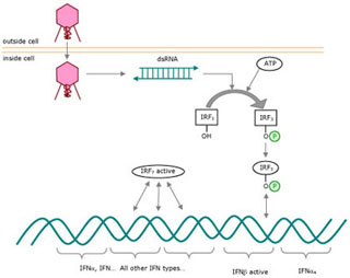 Diagram showing virus entering a cell. Diagram showing virus entering a cell.