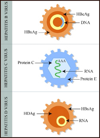 Diagram showing proteins and other elements of hepatitis viruses. Diagram showing proteins and other elements of hepatitis viruses.