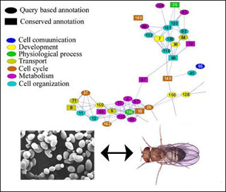 Map of protein-protein interaction pathways in yeast and fruit fly - figure 4 from Shlomi et al., 2006. Map of protein-protein interaction pathways in yeast and fruit fly - figure 4 from Shlomi et al., 2006.
