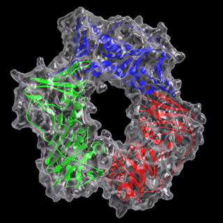 Predicted 3-D structure of the Rad checkpoint complex. Predicted 3-D structure of the Rad checkpoint complex.