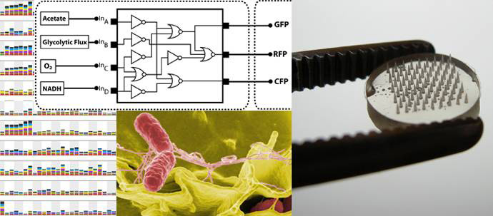 a collage of images depicting black and white diagrams, microscopic images, and colored bar graphs. a collage of images depicting black and white diagrams, microscopic images, and colored bar graphs.