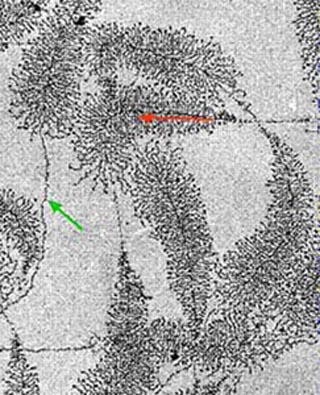 Electron micrograph showing transcription of ribosomal RNA genes. Electron micrograph showing transcription of ribosomal RNA genes.