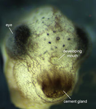 Close up of a developing Xenopus. Close up of a developing Xenopus.