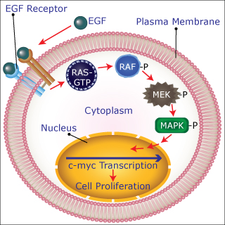 A schematic of a signal transduction pathway inside a cell, shown as geometric shapes and arrows inside a circle. A schematic of a signal transduction pathway inside a cell, shown as geometric shapes and arrows inside a circle.