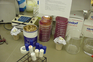 Photo of a stack of bacterial plates on student lab bench. Photo of a stack of bacterial plates on student lab bench.