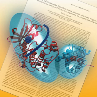 A color illustration of CAM kinase II and its activator calmodulin, floating over an image of a journal article. A color illustration of CAM kinase II and its activator calmodulin, floating over an image of a journal article.