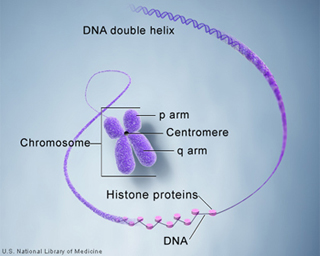 Figure showing DNA and histone proteins packaged into chromosomes. Figure showing DNA and histone proteins packaged into chromosomes.