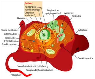 Animal cell with organelles labelled. Animal cell with organelles labelled.