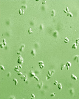 Cornynebacterium glutamicum. Cornynebacterium glutamicum.