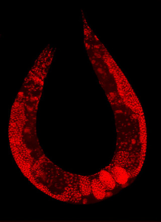 A magnified view of the roundworm C. elegans, appearing as a U-shaped curve, and stained in red. A magnified view of the roundworm C. elegans, appearing as a U-shaped curve, and stained in red.