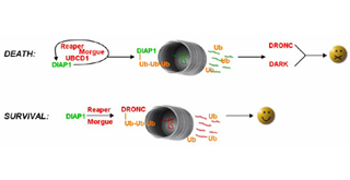 Diagrams of processes for cell death and cell survival. Diagrams of processes for cell death and cell survival.