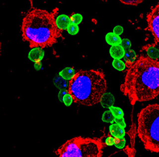 Saccharomyces cerevisiae yeast being endocytosed and destroyed by dendritic cells. Saccharomyces cerevisiae yeast being endocytosed and destroyed by dendritic cells.