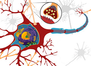Diagram of a neuron, with a synapse and a schwann cell shown in detail. Diagram of a neuron, with a synapse and a schwann cell shown in detail.