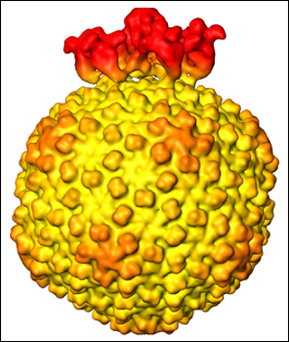 An illustration of the structure of the Salmonella bacteriophage epsilon15. An illustration of the structure of the Salmonella bacteriophage epsilon15.