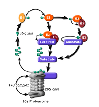 Schematic of the ubiquitin-proteasome system. Schematic of the ubiquitin-proteasome system.