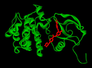 Ribbon diagram of the crystal structure of BCR-ABL kinase in complex with Gleevec. Ribbon diagram of the crystal structure of BCR-ABL kinase in complex with Gleevec.