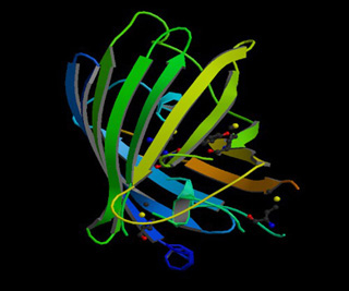 Ribbon diagram of the crystal structure of green fluorescent protein. Ribbon diagram of the crystal structure of green fluorescent protein.