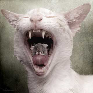 A mouse sitting inside a cat's mouth. A mouse sitting inside a cat's mouth.
