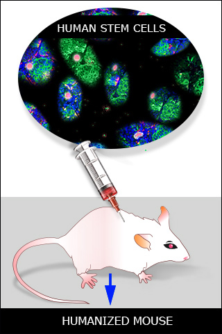 A schematic diagram of a humanized mouse, showing human stem cells transplanted into a mouse. A schematic diagram of a humanized mouse, showing human stem cells transplanted into a mouse.