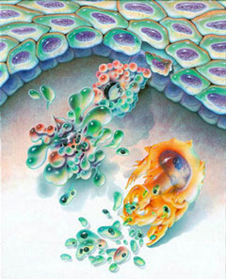 An artists rendering of the cell death process known as apoptosis. An artists rendering of the cell death process known as apoptosis.