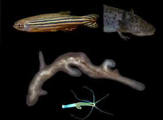 Four animals that can regenerate: zebrafish, salamander, planarian, and hydra. Four animals that can regenerate: zebrafish, salamander, planarian, and hydra.