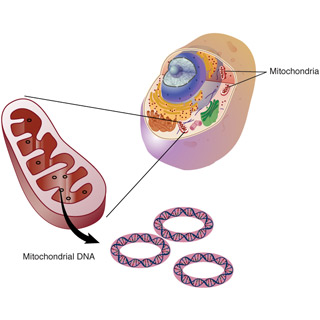 an image showing a cell with its organelles, a larger view of the mitochondria, and circular molecules of mitochondrial DNA. an image showing a cell with its organelles, a larger view of the mitochondria, and circular molecules of mitochondrial DNA.