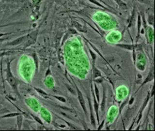 Mouse embryonic stem cells. Mouse embryonic stem cells.