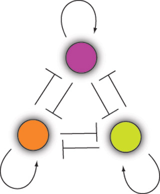 An illustration, representing a genetic network, shown as three circles arranged in a triangular pattern, with straight lines in between and curved arrows around the outside. An illustration, representing a genetic network, shown as three circles arranged in a triangular pattern, with straight lines in between and curved arrows around the outside.