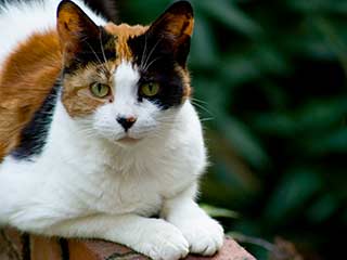 A calico cat, with orange, black, and white markings, sitting on a brick wall with a garden in the background. A calico cat, with orange, black, and white markings, sitting on a brick wall with a garden in the background.