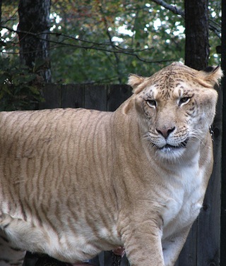 Photo of a liger. Photo of a liger.