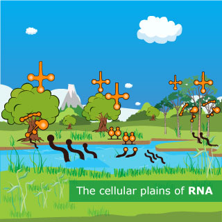 An illustration of a landscape populated with different shapes representing RNA molecules. An illustration of a landscape populated with different shapes representing RNA molecules.
