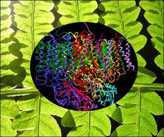 Image of molecules over photo of green plant. Image of molecules over photo of green plant.