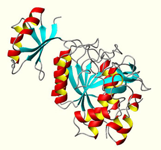 A schematic diagram of folding in the protein Subtilisin BPN'. A schematic diagram of folding in the protein Subtilisin BPN'.
