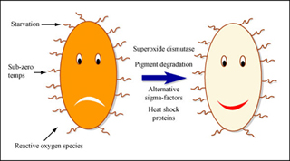 Smiling and frowning microorganisms. Smiling and frowning microorganisms.