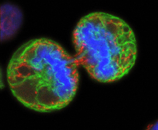Two cells, nearly separated, with green, blue, and red stains. Two cells, nearly separated, with green, blue, and red stains.