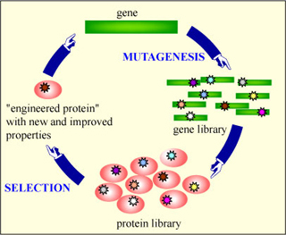 Protein engineering cycle Protein engineering cycle