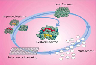 Directed evolution paradigm starts with a lead enzyme, goes through mutagenesis, and then selection, to produce an evolved enzyme. Directed evolution paradigm starts with a lead enzyme, goes through mutagenesis, and then selection, to produce an evolved enzyme.