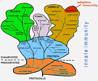 Figure showing the evolution of the immune system. Figure showing the evolution of the immune system.