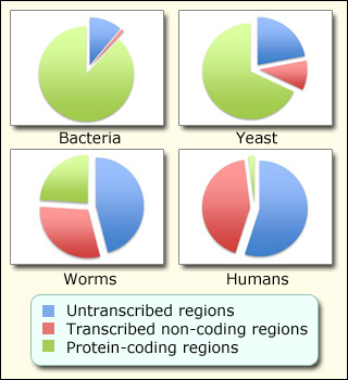 Four pie charts showing the relative amounts of coding and non-coding regions in the genomes of bacteria, yeast, worms, and humans. Four pie charts showing the relative amounts of coding and non-coding regions in the genomes of bacteria, yeast, worms, and humans.